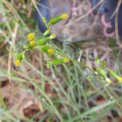 Senecio quadridentatus (Cotton Fireweed) at Lake Burley Griffin West - 22 Nov 2023 by HelenCross