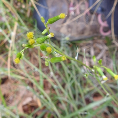 Senecio quadridentatus (Cotton Fireweed) at Black Mountain Peninsula (PEN) - 22 Nov 2023 by HelenCross