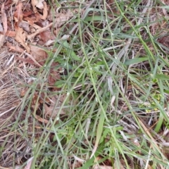 Senecio quadridentatus at Black Mountain Peninsula (PEN) - 23 Nov 2023