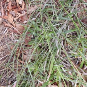 Senecio quadridentatus at Undefined Area - 23 Nov 2023 09:40 AM