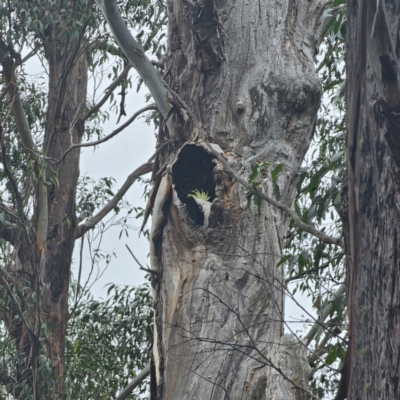 Cacatua galerita (Sulphur-crested Cockatoo) at Tidbinbilla Nature Reserve - 23 Nov 2023 by Csteele4