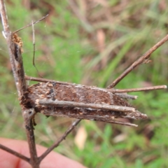 Trigonocyttara clandestina (Less-stick Case Moth) at Lake Burley Griffin West - 23 Nov 2023 by HelenCross