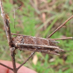 Trigonocyttara clandestina (Less-stick Case Moth) at Lake Burley Griffin West - 23 Nov 2023 by HelenCross