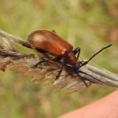 Ecnolagria grandis (Honeybrown beetle) at Lake Burley Griffin West - 23 Nov 2023 by HelenCross