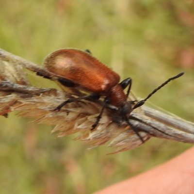 Ecnolagria grandis (Honeybrown beetle) at Lake Burley Griffin West - 23 Nov 2023 by HelenCross