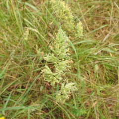 Dactylis glomerata (Cocksfoot) at Acton, ACT - 22 Nov 2023 by HelenCross