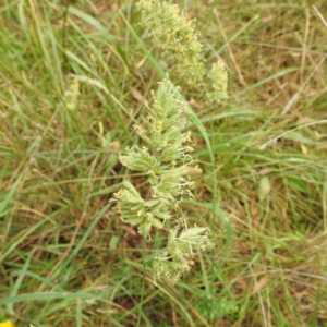 Dactylis glomerata at Black Mountain Peninsula (PEN) - 23 Nov 2023 09:52 AM