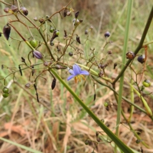 Dianella revoluta var. revoluta at Black Mountain Peninsula (PEN) - 23 Nov 2023 09:53 AM