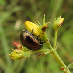 Chrysolina quadrigemina (Greater St Johns Wort beetle) at Lake Burley Griffin West - 23 Nov 2023 by HelenCross