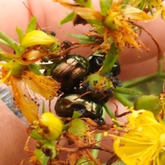 Chrysolina quadrigemina at Black Mountain Peninsula (PEN) - 23 Nov 2023