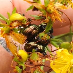 Chrysolina quadrigemina at Black Mountain Peninsula (PEN) - 23 Nov 2023 09:57 AM