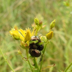 Chrysolina quadrigemina at Black Mountain Peninsula (PEN) - 23 Nov 2023 09:57 AM