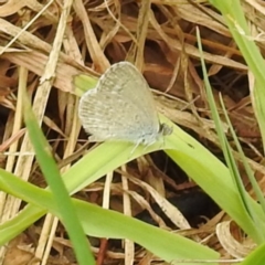 Zizina otis (Common Grass-Blue) at Lake Burley Griffin West - 23 Nov 2023 by HelenCross