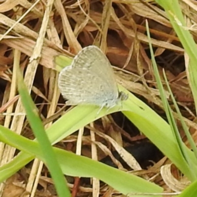 Zizina otis (Common Grass-Blue) at Lake Burley Griffin West - 22 Nov 2023 by HelenCross