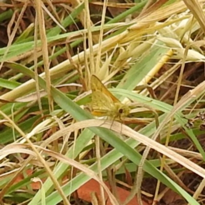 Ocybadistes walkeri (Green Grass-dart) at Lake Burley Griffin West - 23 Nov 2023 by HelenCross