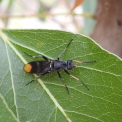 Ectinorhynchus pyrrhotelus (a stiletto fly) at Tuggeranong, ACT - 23 Nov 2023 by HelenCross