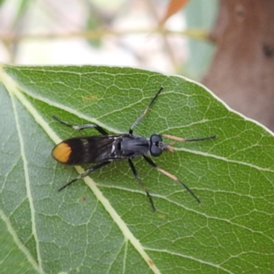 Ectinorhynchus pyrrhotelus (a stiletto fly) at McQuoids Hill - 23 Nov 2023 by HelenCross