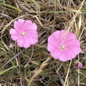 Convolvulus angustissimus subsp. angustissimus at Kama - 23 Nov 2023 12:43 PM