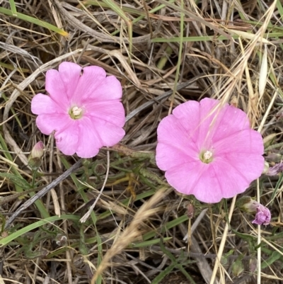 Convolvulus angustissimus subsp. angustissimus (Australian Bindweed) at Belconnen, ACT - 23 Nov 2023 by SteveBorkowskis