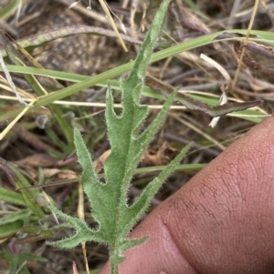 Convolvulus angustissimus subsp. angustissimus at Kama - 23 Nov 2023