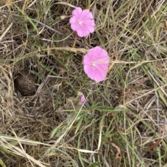 Convolvulus angustissimus subsp. angustissimus at Kama - 23 Nov 2023 12:43 PM