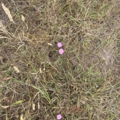 Convolvulus angustissimus subsp. angustissimus at Kama - 23 Nov 2023 12:43 PM