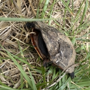 Chelodina longicollis at Molonglo River Reserve - 23 Nov 2023