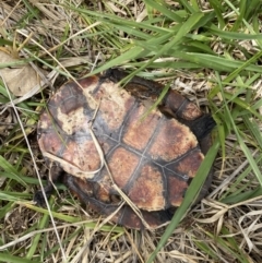 Chelodina longicollis at Molonglo River Reserve - 23 Nov 2023 02:05 PM