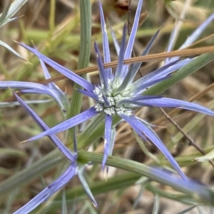 Eryngium ovinum at Molonglo River Reserve - 23 Nov 2023