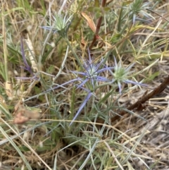 Eryngium ovinum at Molonglo River Reserve - 23 Nov 2023