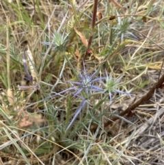 Eryngium ovinum at Molonglo River Reserve - 23 Nov 2023 12:42 PM
