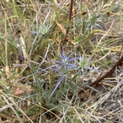 Eryngium ovinum at Molonglo River Reserve - 23 Nov 2023