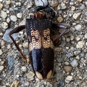 Phoracantha semipunctata at QPRC LGA - 23 Nov 2023