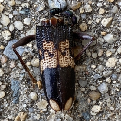 Phoracantha semipunctata (Common Eucalypt Longicorn) at Jerrabomberra, NSW - 22 Nov 2023 by SteveBorkowskis