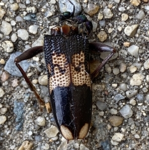 Phoracantha semipunctata at QPRC LGA - 23 Nov 2023