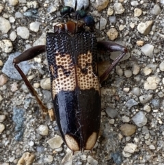 Phoracantha semipunctata at QPRC LGA - 23 Nov 2023