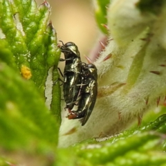 Aaaaba fossicollis (Raspberry jewel beetle) at Tuggeranong, ACT - 23 Nov 2023 by HelenCross