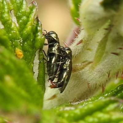 Aaaaba fossicollis (Raspberry jewel beetle) at Tuggeranong, ACT - 23 Nov 2023 by HelenCross