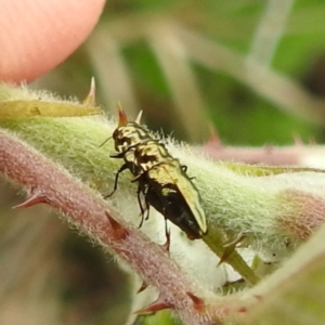 Aaaaba fossicollis at McQuoids Hill - 23 Nov 2023