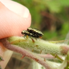 Aaaaba fossicollis at McQuoids Hill - 23 Nov 2023