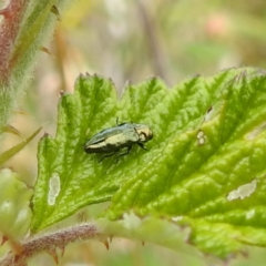 Aaaaba fossicollis at McQuoids Hill - 23 Nov 2023