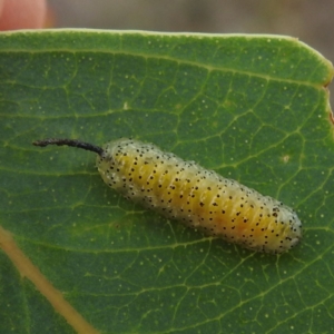 Oxyops sp. (genus) at Lions Youth Haven - Westwood Farm A.C.T. - 23 Nov 2023