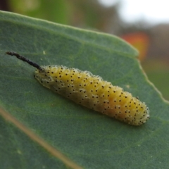 Oxyops sp. (genus) at Lions Youth Haven - Westwood Farm A.C.T. - 23 Nov 2023 04:42 PM