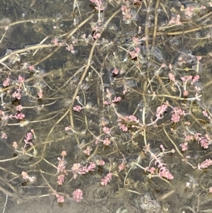 Myriophyllum verrucosum at Wambrook, NSW - 23 Nov 2023