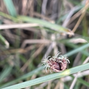 Schoenoplectus pungens at Dairymans Plains, NSW - 23 Nov 2023 04:03 PM