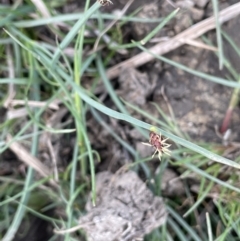 Schoenoplectus pungens at Dairymans Plains, NSW - 23 Nov 2023 04:03 PM