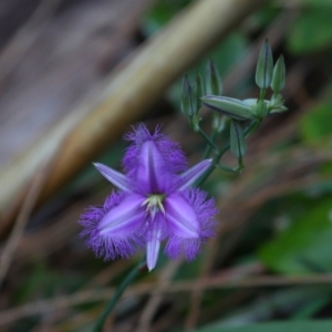 Thysanotus tuberosus subsp. tuberosus at Point Lookout, QLD - 14 Nov 2023 12:16 PM