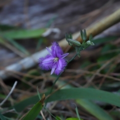 Thysanotus tuberosus subsp. tuberosus at Point Lookout, QLD - 14 Nov 2023