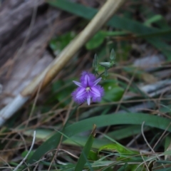 Thysanotus tuberosus subsp. tuberosus at Point Lookout, QLD - 14 Nov 2023 12:16 PM