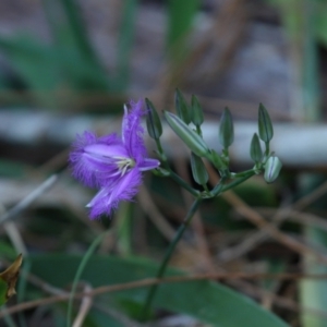 Thysanotus tuberosus subsp. tuberosus at Point Lookout, QLD - 14 Nov 2023 12:16 PM